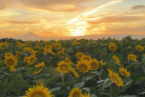 夕焼けに映えるヒマワリ畑（2025年7月19日撮影）