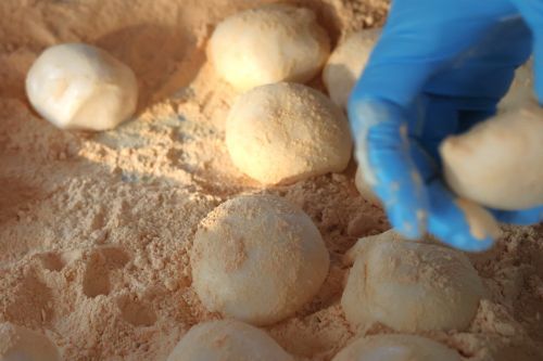 フォロワーの方へお餅をプレゼント！