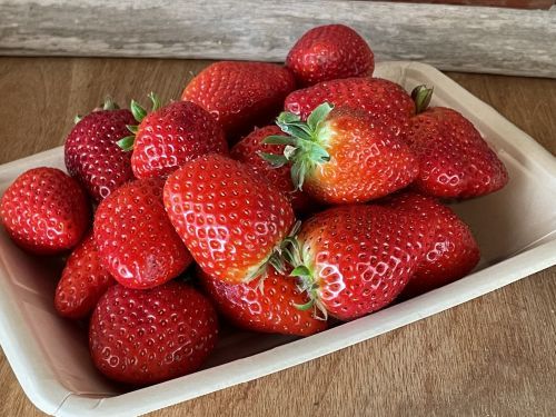 無料サンプリング品種イメージ