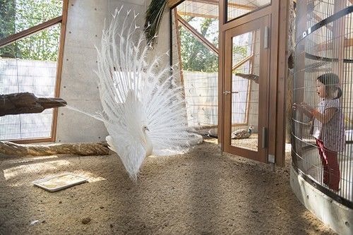 バードハウス
