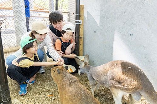 新しいふれあい動物