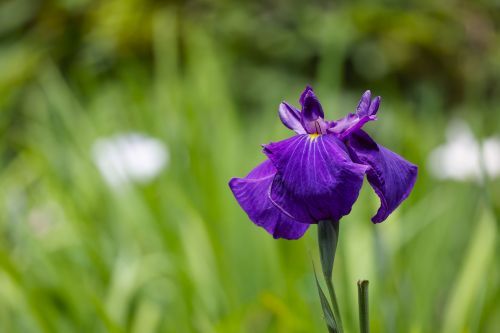 町田薬師池公園四季彩の杜のしょうぶ