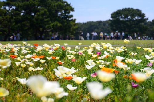 今年の様子 2026年5月20日撮影