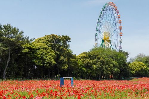 シャーレーポピー 2026年5月19日撮影