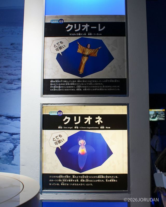 イワシトルネード